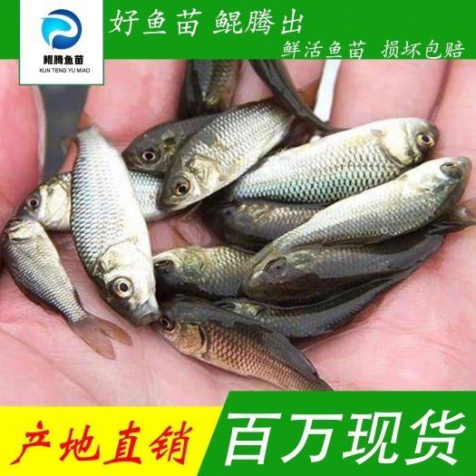 今年鯉魚苗的價格是多少，202X年鯉魚苗最新價格行情及市場走勢分析