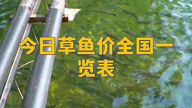 今天草魚價格最新行情，今日草魚價格實時行情及市場