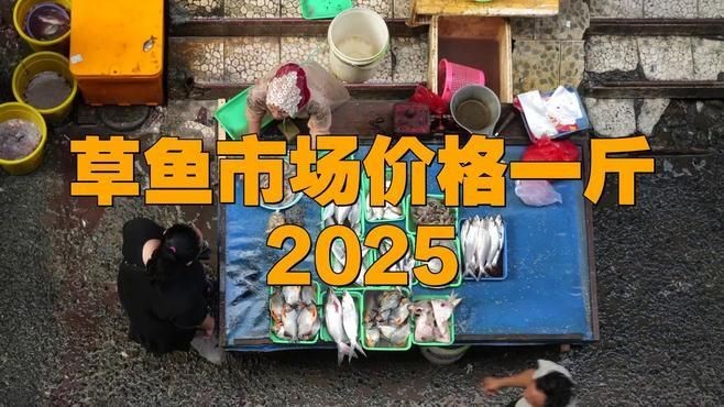 今天草魚價格最新行情，今日草魚價格實時行情及市場