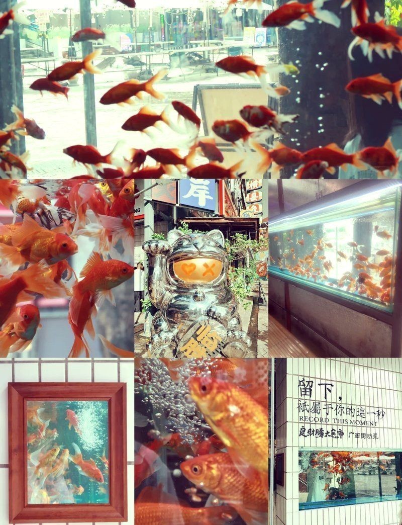 南寧水族店，??南寧人氣水族店推薦｜精品觀賞魚·專業造景·一站式配