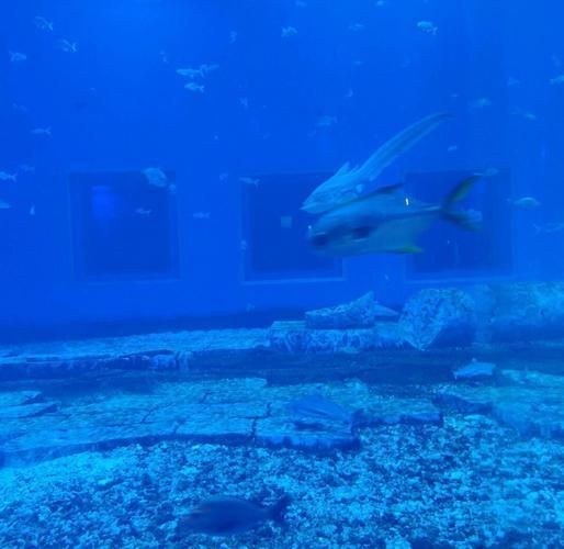 南寧水族店，??南寧人氣水族店推薦｜精品觀賞魚·專業造景·一站式配