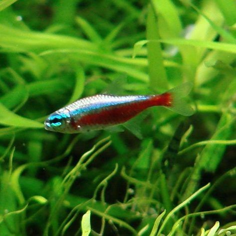 海象魚和巨骨舌魚的區別，海象魚VS巨骨舌魚