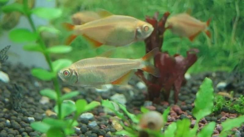 海象魚和巨骨舌魚的區別，海象魚VS巨骨舌魚