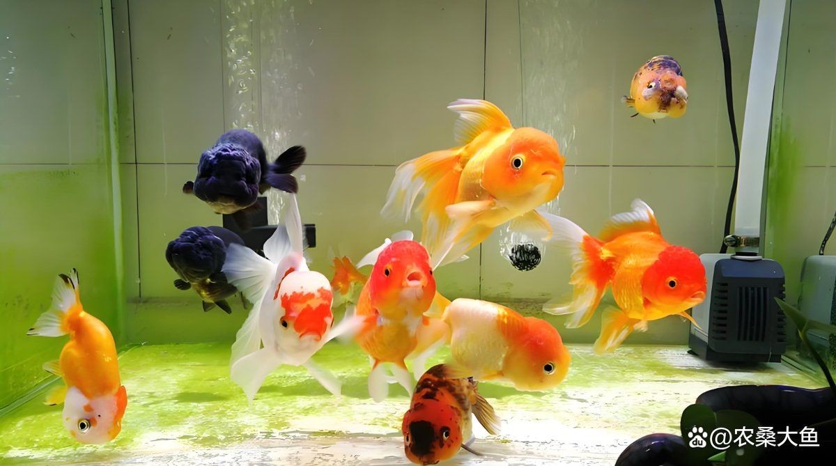 佳木斯魚缸維護，佳木斯魚缸專業維護，打造健康水族