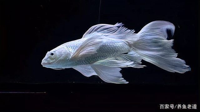 白錦鯉身體發紅最怕三個東西，揭秘白錦鯉體色發紅背后的