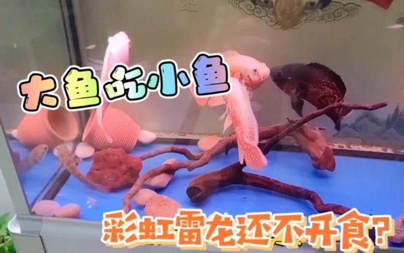 彩虹雷龍魚是趴缸王嗎，深度解析，彩虹雷龍魚是否實(shí)至名歸的趴 彩虹雷龍魚是趴缸王嗎，深度解析，彩虹雷龍魚是否實(shí)至名歸的趴 龍魚百科 第3張