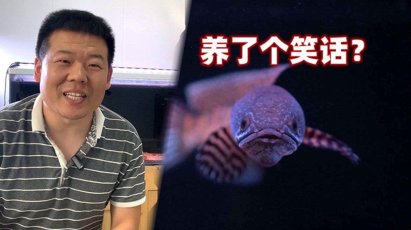 彩虹雷龍魚是趴缸王嗎，深度解析，彩虹雷龍魚是否實(shí)至名歸的趴 彩虹雷龍魚是趴缸王嗎，深度解析，彩虹雷龍魚是否實(shí)至名歸的趴 龍魚百科 第9張