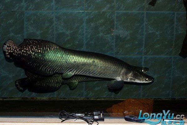 海象魚吃孔雀魚嗎，海象魚與孔雀魚共存之謎，究竟會不會捕食