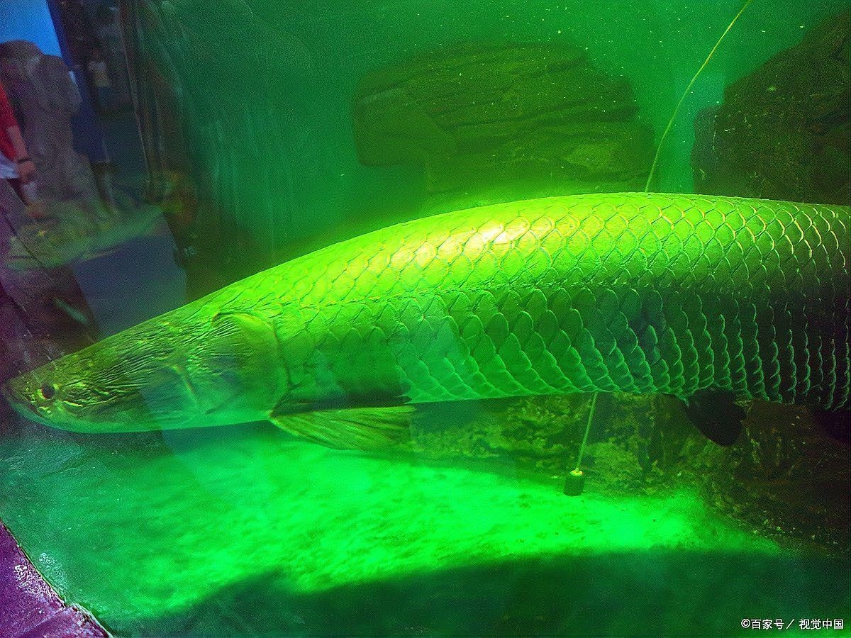 海象魚吃孔雀魚嗎，海象魚與孔雀魚共存之謎，究竟會不會捕食