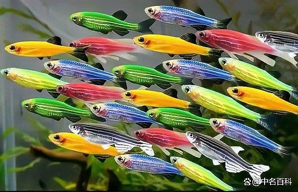 海象魚吃孔雀魚嗎，海象魚與孔雀魚共存之謎，究竟會不會捕食