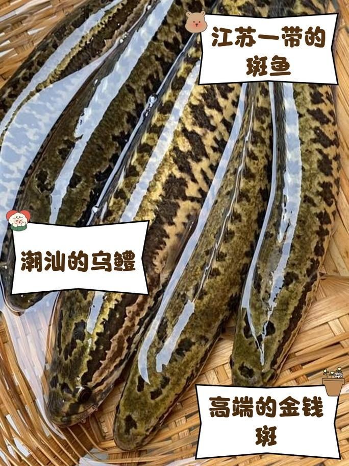 廣西斑魚圖片，廣西斑魚高清實(shí)拍圖——展現(xiàn)
