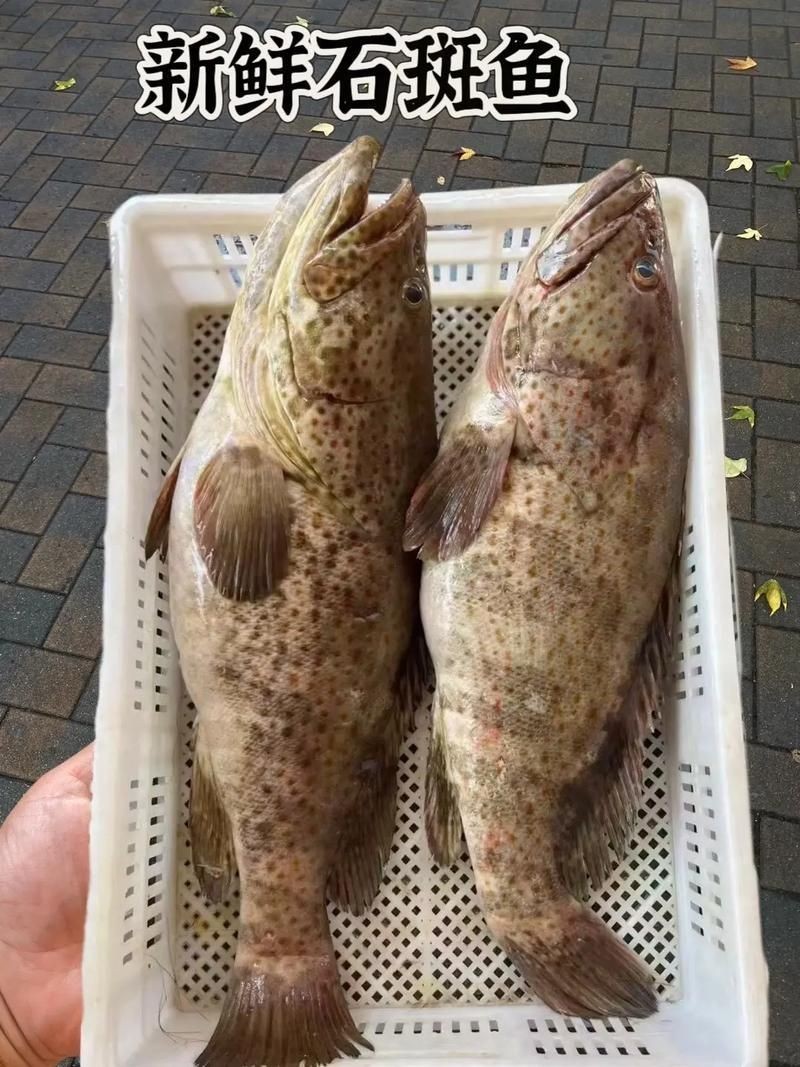 廣西斑魚圖片，廣西斑魚高清實(shí)拍圖——展現(xiàn)