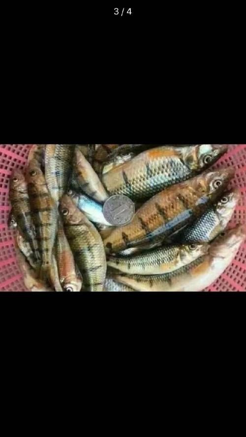 廣西斑魚圖片，廣西斑魚高清實(shí)拍圖——展現(xiàn)