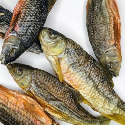 廣西斑魚圖片，廣西斑魚高清實(shí)拍圖——展現(xiàn)