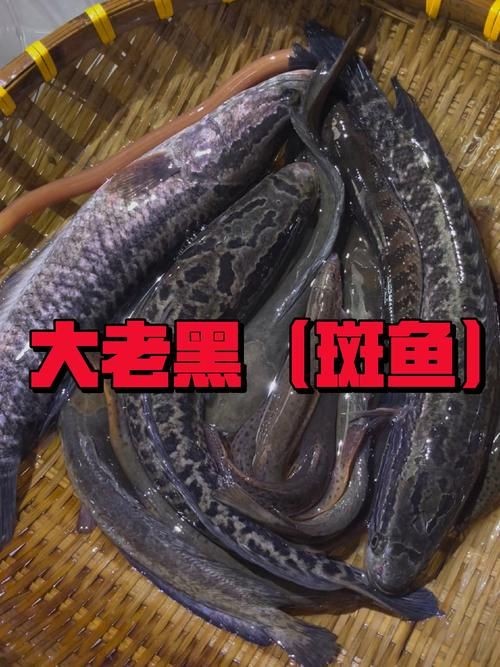 廣西斑魚圖片，廣西斑魚高清實(shí)拍圖——展現(xiàn)
