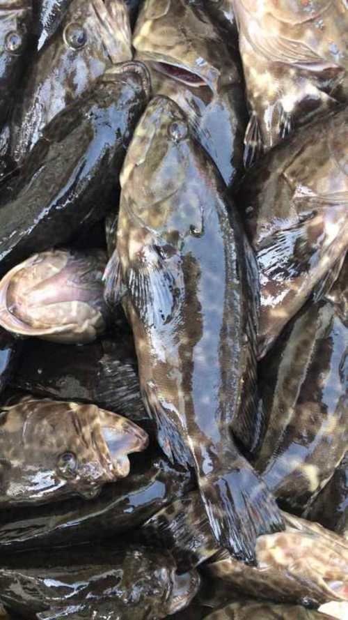 廣西斑魚圖片，廣西斑魚高清實(shí)拍圖——展現(xiàn)