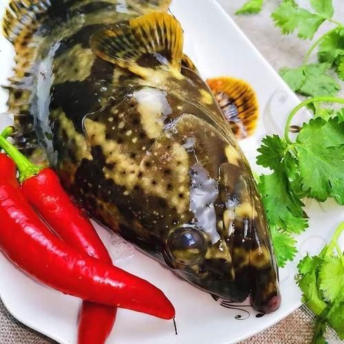 廣西斑魚圖片，廣西斑魚高清實(shí)拍圖——展現(xiàn)
