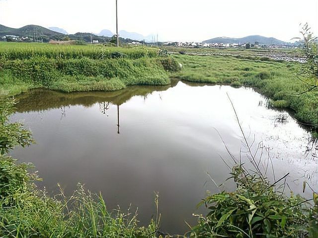 廣西斑魚圖片，廣西斑魚高清實(shí)拍圖——展現(xiàn)