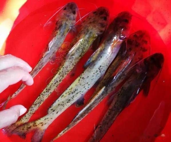 廣西斑魚圖片，廣西斑魚高清實(shí)拍圖——展現(xiàn)