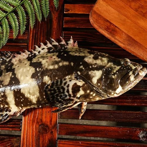 廣西斑魚圖片，廣西斑魚高清實(shí)拍圖——展現(xiàn)