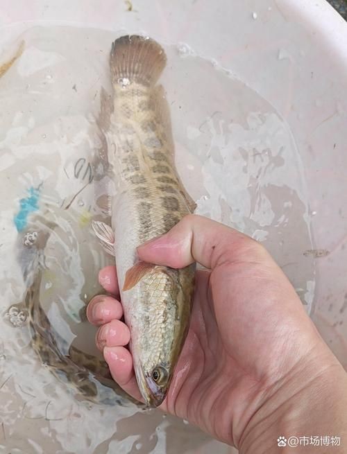 廣西斑魚圖片，廣西斑魚高清實(shí)拍圖——展現(xiàn)