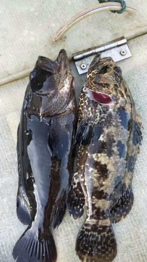 廣西斑魚圖片，廣西斑魚高清實(shí)拍圖——展現(xiàn)