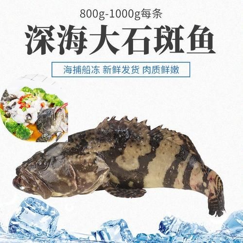 廣西斑魚圖片，廣西斑魚高清實(shí)拍圖——展現(xiàn)