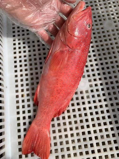廣西斑魚圖片，廣西斑魚高清實(shí)拍圖——展現(xiàn)