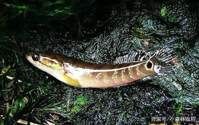 廣西斑魚圖片，廣西斑魚高清實(shí)拍圖——展現(xiàn)