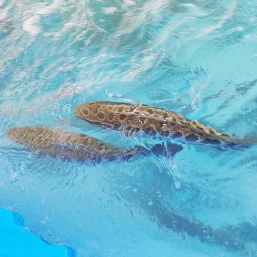 廣西斑魚圖片，廣西斑魚高清實(shí)拍圖——展現(xiàn)