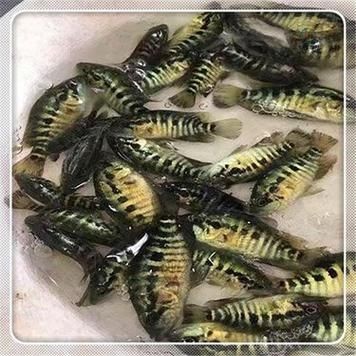 廣西斑魚圖片，廣西斑魚高清實(shí)拍圖——展現(xiàn)