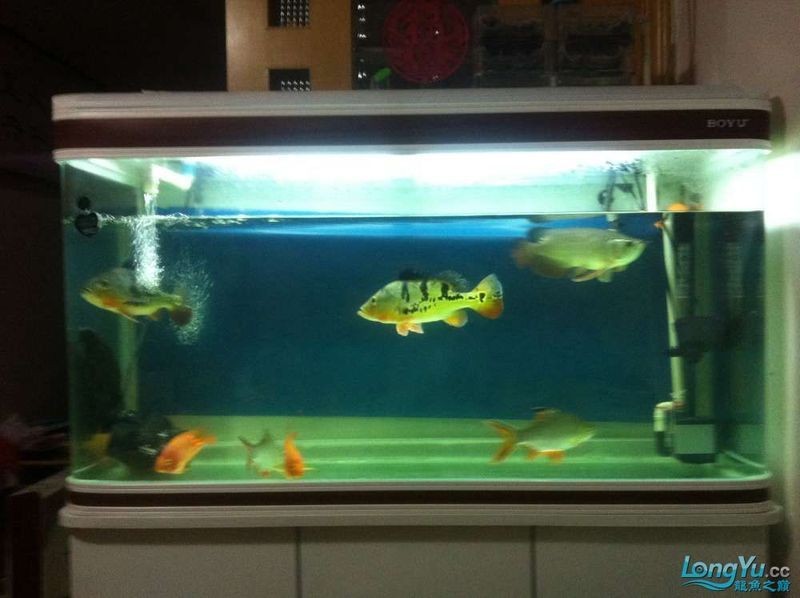 和興超神龍魚，和興超神龍魚，驚艷登場(chǎng)，開啟觀賞魚界
