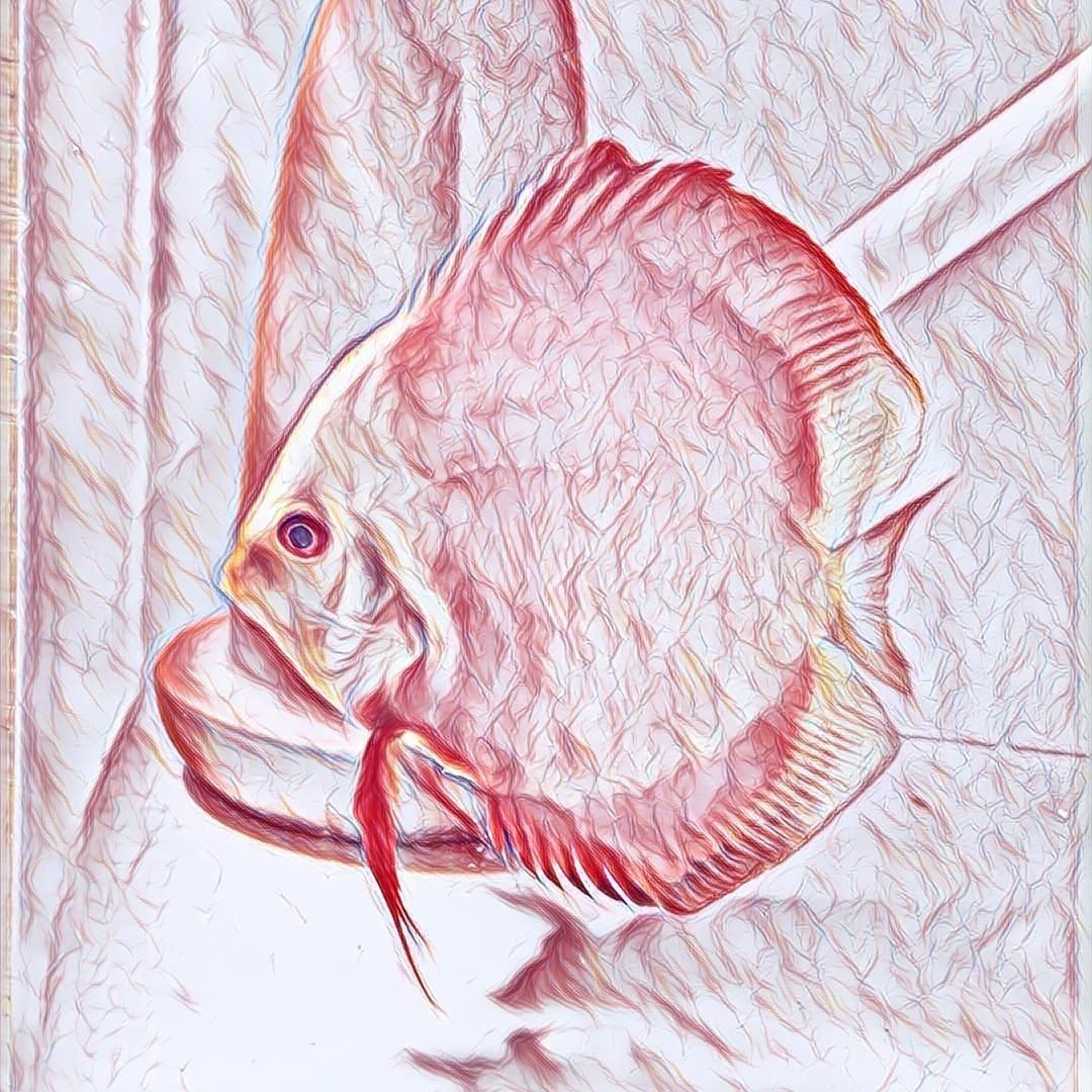 孔雀魚最簡單的養法，零基礎也能輕松上手！孔雀魚超 孔雀魚最簡單的養法，零基礎也能輕松上手！孔雀魚超 龍魚百科 第4張