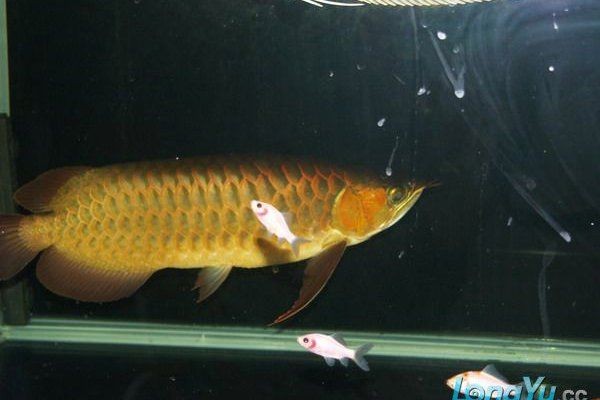 魚鰓白點是小瓜蟲還是其他寄生蟲，如何鑒別魚鰓白點是小瓜蟲還是其他寄生蟲