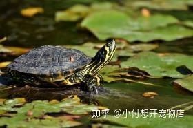 三種人不宜擺放石龜，揭秘，這三種人擺放石龜有禁忌，需謹慎