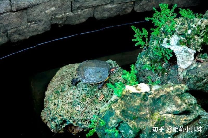 三種人不宜擺放石龜，揭秘，這三種人擺放石龜有禁忌，需謹慎