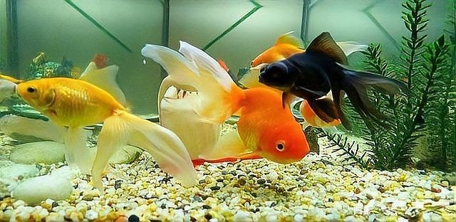 古法養魚怎么清理魚屎，古法養魚必知，輕松解決魚屎清理難題的