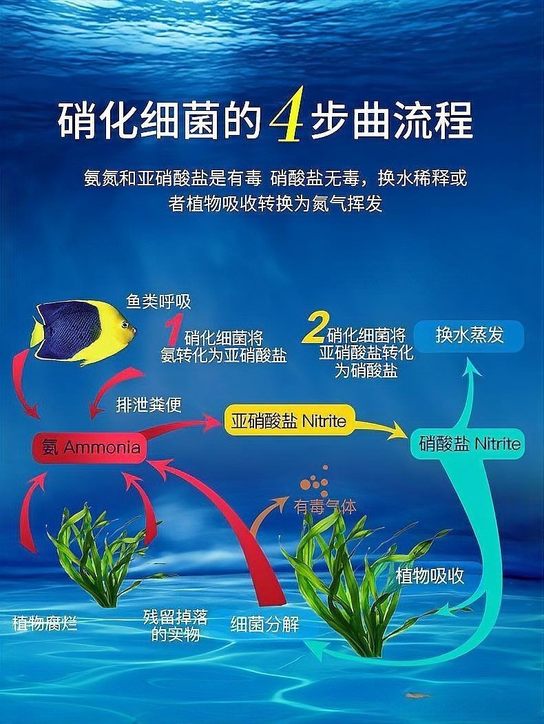古法養魚怎么清理魚屎，古法養魚必知，輕松解決魚屎清理難題的