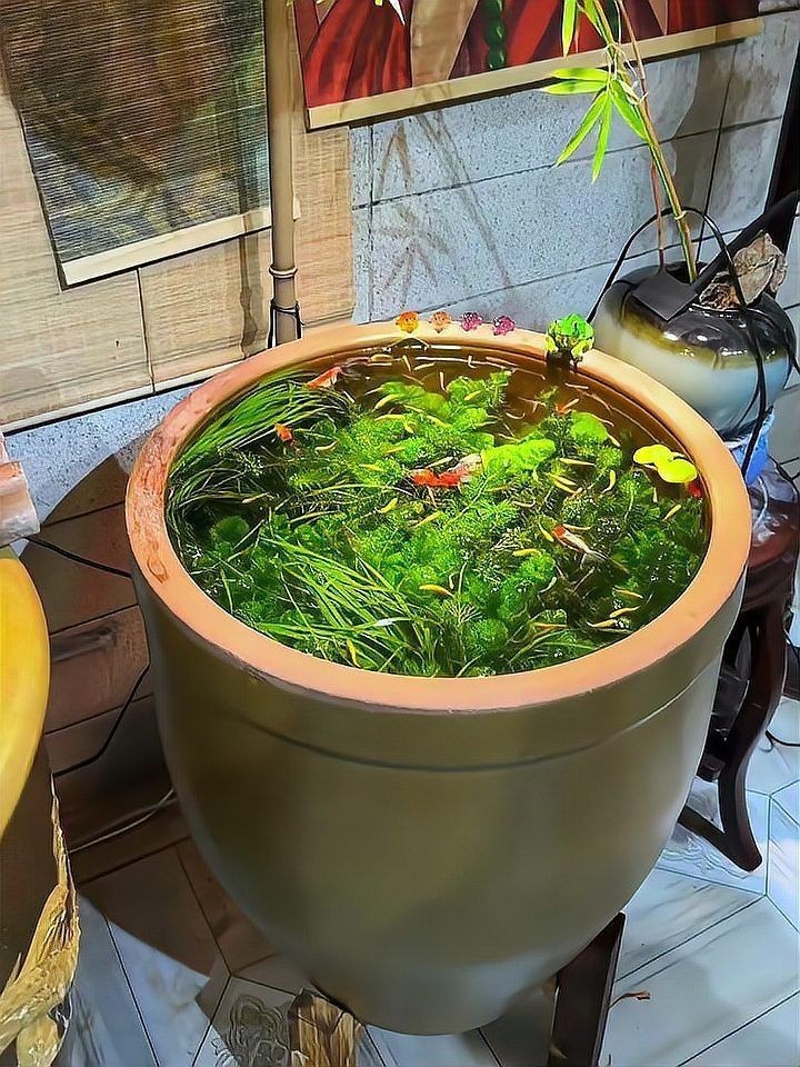 古法養魚怎么清理魚屎，古法養魚必知，輕松解決魚屎清理難題的