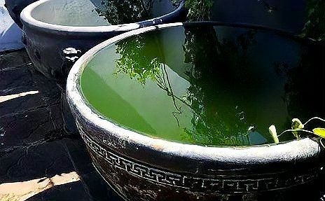 古法養魚怎么清理魚屎，古法養魚必知，輕松解決魚屎清理難題的