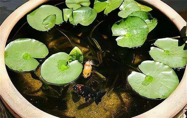 古法養魚怎么清理魚屎，古法養魚必知，輕松解決魚屎清理難題的