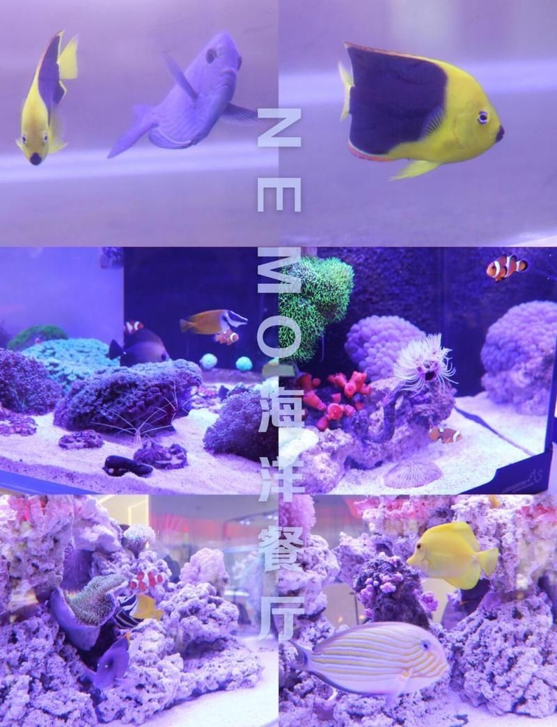 嘉興水族店，嘉興專業水族店——一站式觀賞魚