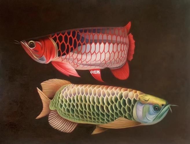 油畫金龍魚圖片大全大圖，高清油畫金龍魚藝術大賞，百幅精品大圖合集