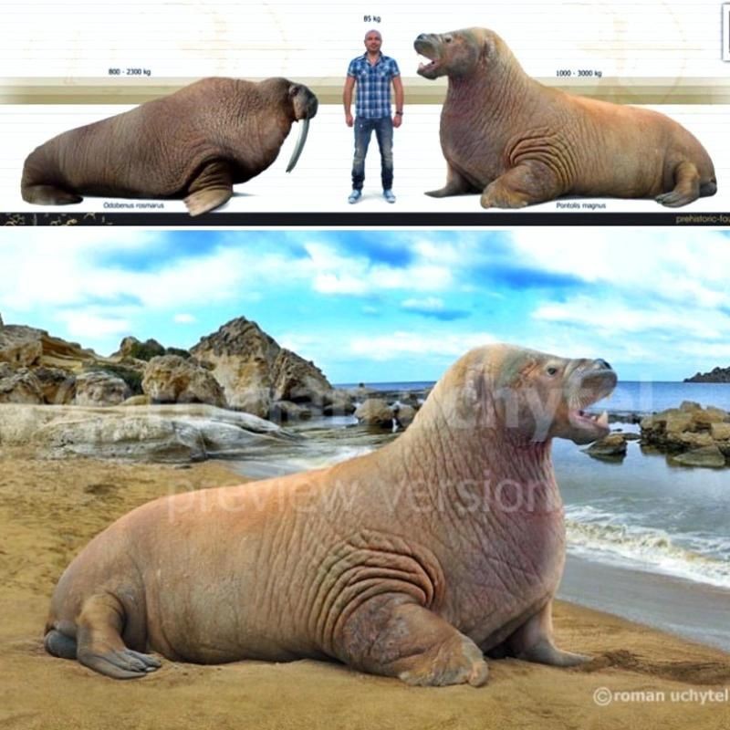 海象兇猛嗎，揭秘海象的真實習性，它們究竟有多兇猛