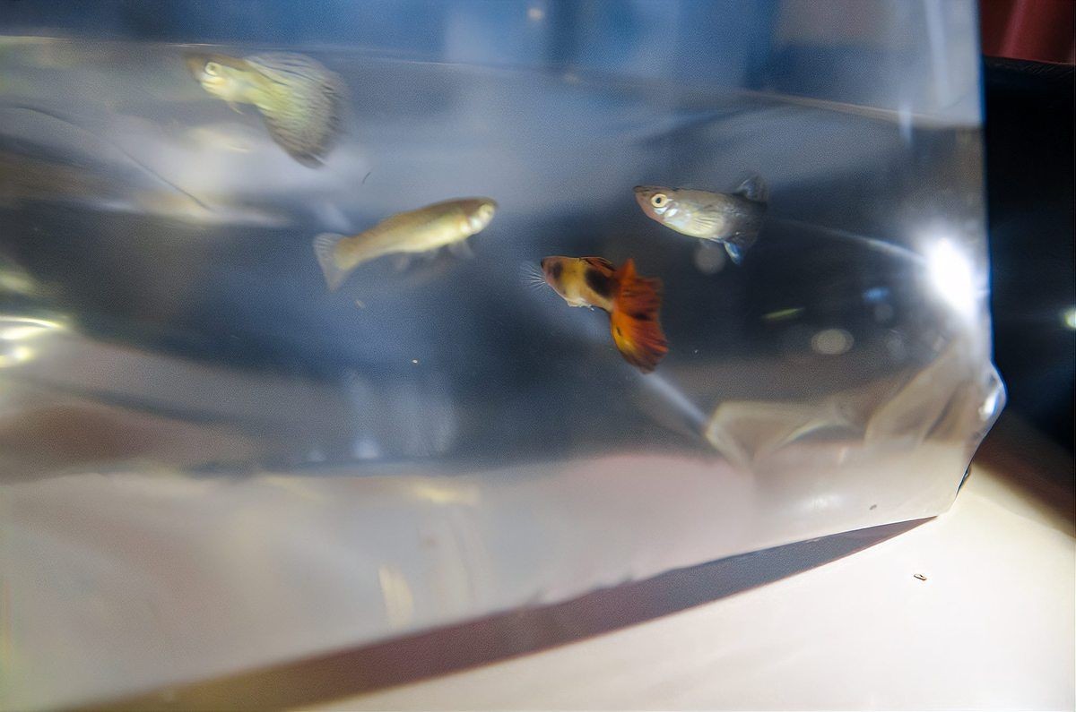 燕魚混養(yǎng)最佳搭配圖，燕魚混養(yǎng)黃金搭檔全解析