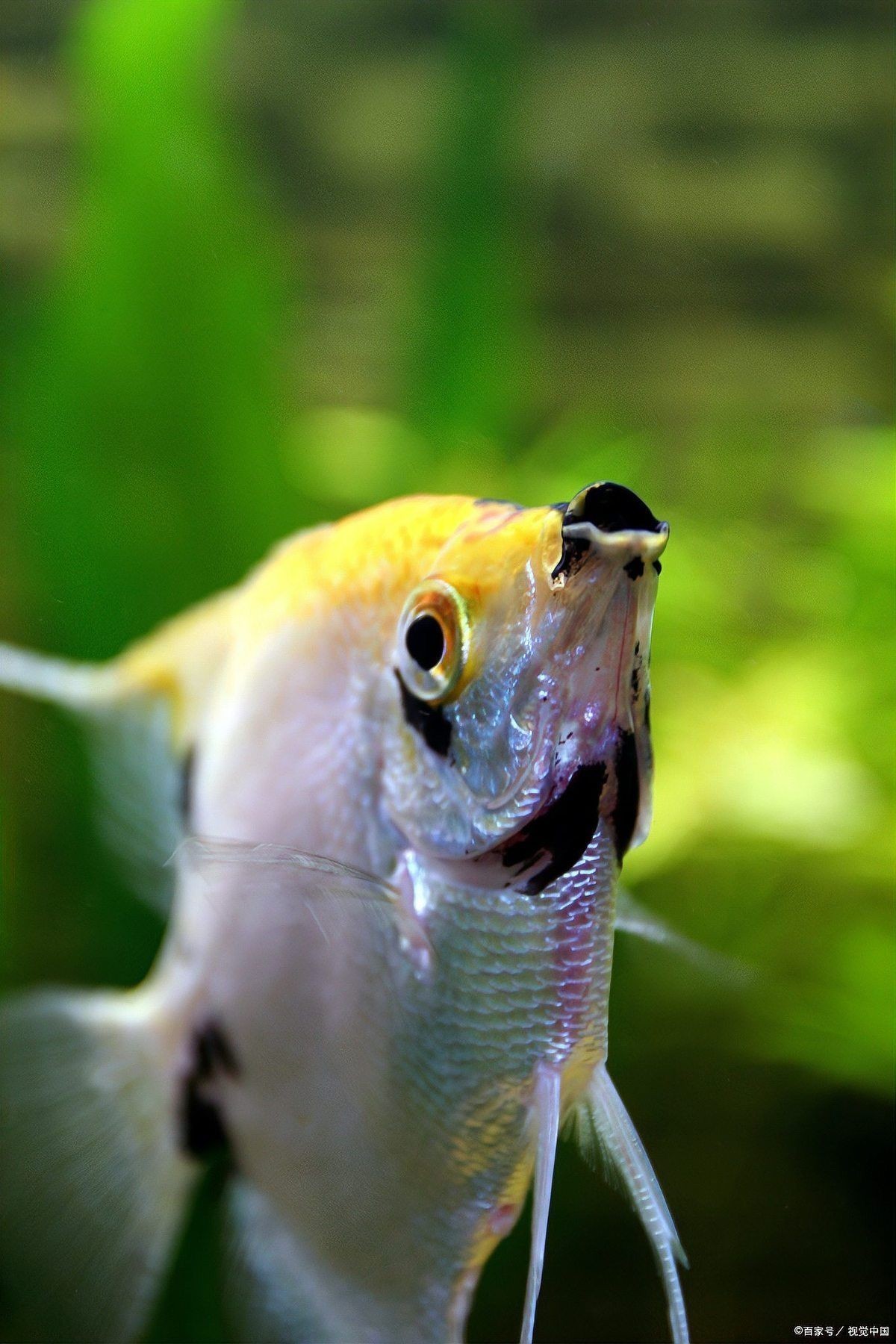 燕魚混養(yǎng)最佳搭配圖，燕魚混養(yǎng)黃金搭檔全解析
