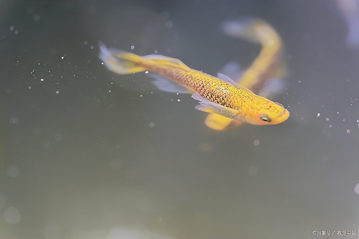 好魚糧為何不能亂吃，警惕！優質魚糧也需科學投喂，盲目喂食