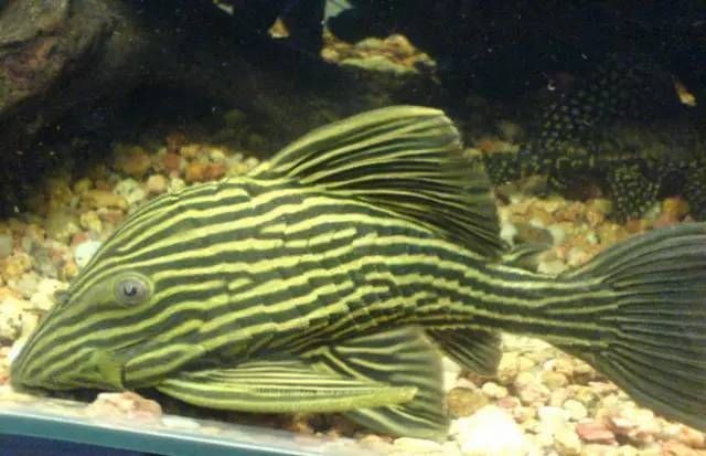 哥綠異形魚和哥白異形魚哪個好養(yǎng)，哥綠vs哥白異形魚，新手友好度終極