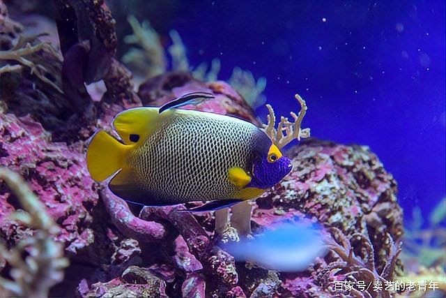 哥綠異形魚和哥白異形魚哪個好養(yǎng)，哥綠vs哥白異形魚，新手友好度終極