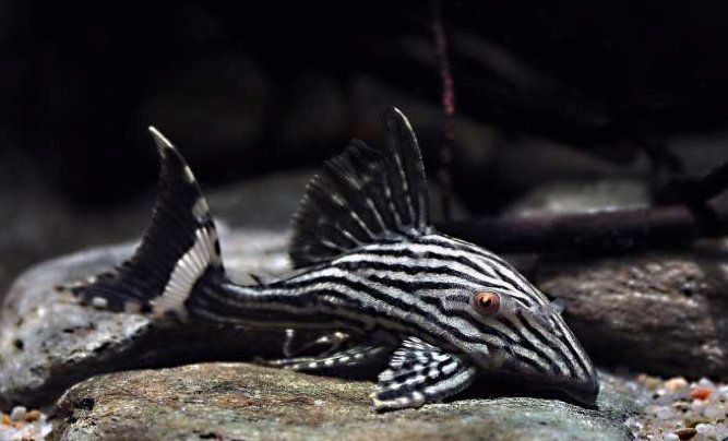 哥綠異形魚和哥白異形魚哪個好養(yǎng)，哥綠vs哥白異形魚，新手友好度終極